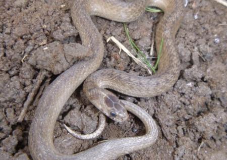 Dekay's Brownsnake (Storeria dekayi)