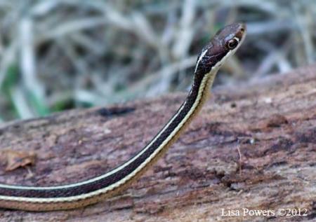 Eastern Ribbonsnake (Thamnophis sauritus)