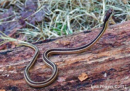 Eastern Ribbonsnake (Thamnophis sauritus)