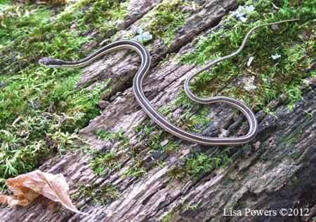 Eastern Ribbonsnake (Thamnophis sauritus)