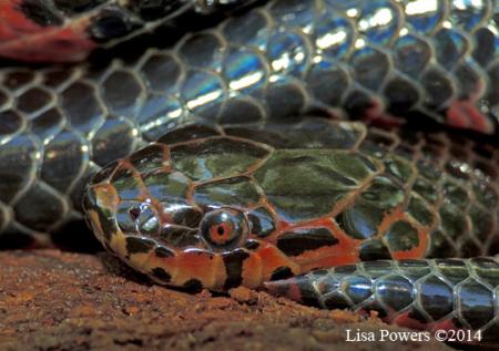 Red-bellied Mudsnake (Farancia abacura)