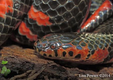 Red-bellied Mudsnake (Farancia abacura)