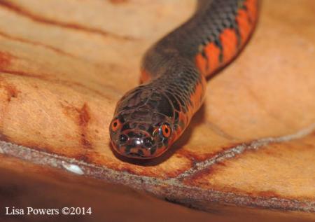 Red-bellied Mudsnake (Farancia abacura)