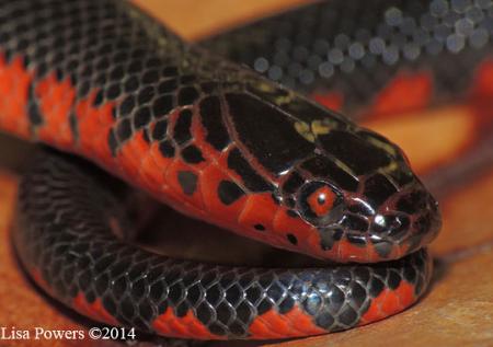 Red-bellied Mudsnake (Farancia abacura)