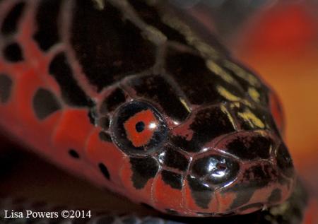 Red-bellied Mudsnake (Farancia abacura)