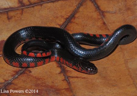 Red-bellied Mudsnake (Farancia abacura)