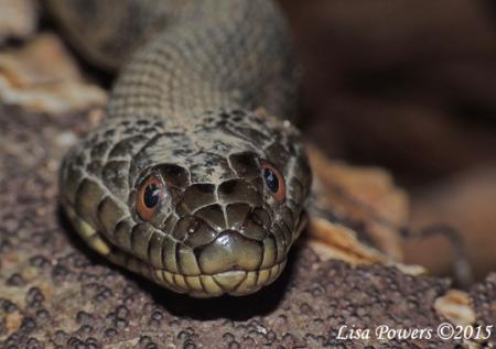 Diamond-backed Watersnake (Nerodia rhombifer)