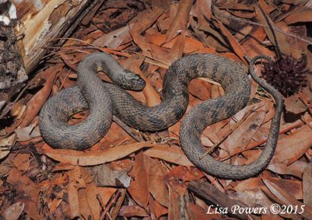 Diamond-backed Watersnake (Nerodia rhombifer)