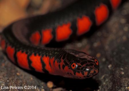 Red-bellied Mudsnake (Farancia abacura)