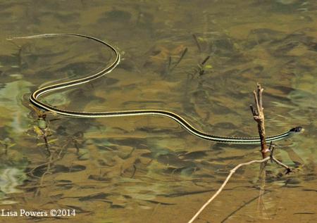 Western Ribbonsnake (Thamnophis proximus)