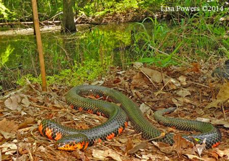 Red-bellied Mudsnake (Farancia abacura)