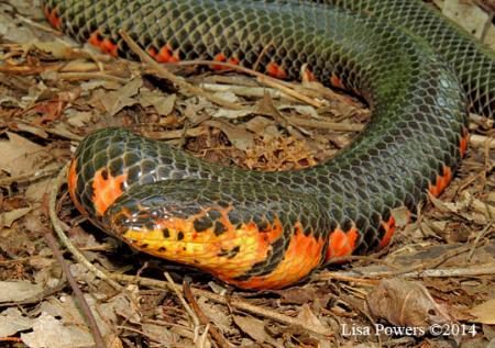 Red-bellied Mudsnake (Farancia abacura)