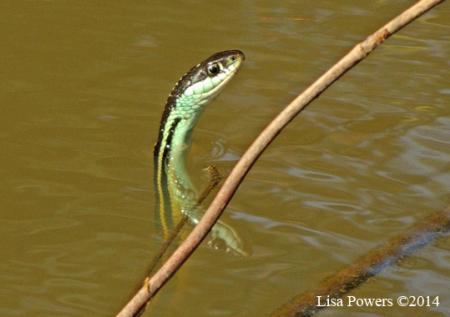 Western Ribbonsnake (Thamnophis proximus)