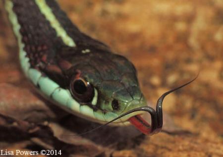 Western Ribbonsnake (Thamnophis proximus)