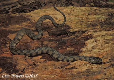 Diamond-backed Watersnake (Nerodia rhombifer)