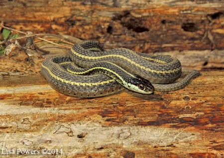 Western Ribbonsnake (Thamnophis proximus)
