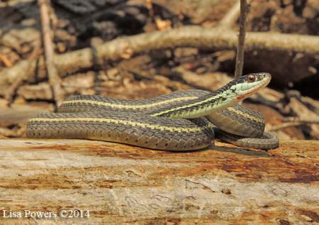 Western Ribbonsnake (Thamnophis proximus)