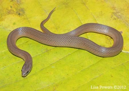 Smooth Earthsnake (Virginia valeriae)