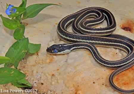 Western Ribbonsnake (Thamnophis proximus)