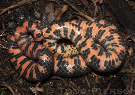 Red-bellied Mudsnake (Farancia abacura)