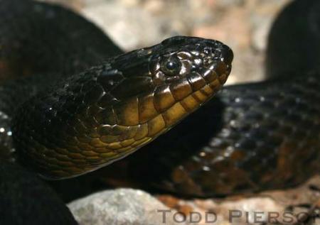 Mississippi Green Watersnake (Nerodia cyclopion)