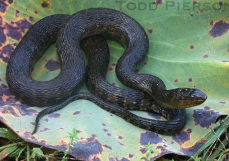 Mississippi Green Watersnake (Nerodia cyclopion)