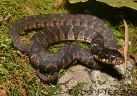 Plainbelly Watersnake (Nerodia erythrogaster)