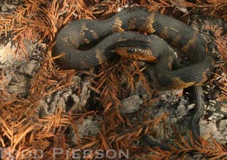 Nerodia fasciata