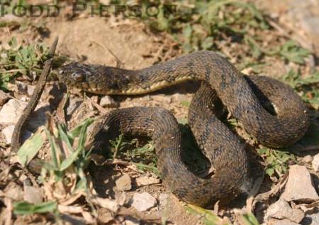 Diamond-backed Watersnake (Nerodia rhombifer)