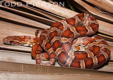 Red Cornsnake (Pantherophis guttatus)