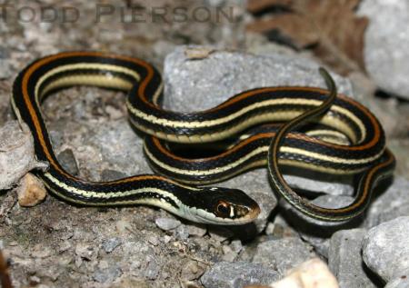 Western Ribbonsnake (Thamnophis proximus)