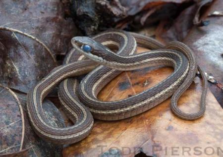 Eastern Ribbonsnake (Thamnophis sauritus)