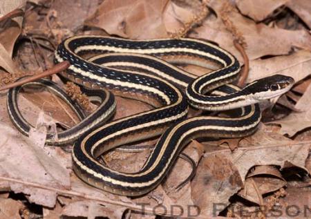 Eastern Ribbonsnake (Thamnophis sauritus)