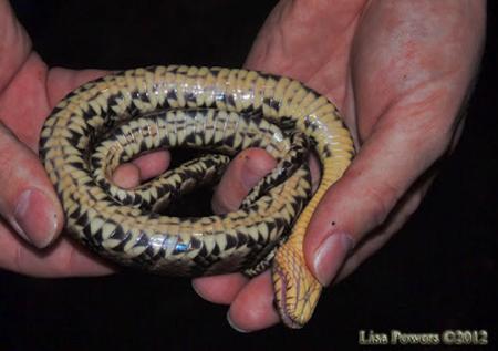 Diamond-backed Watersnake (Nerodia rhombifer)