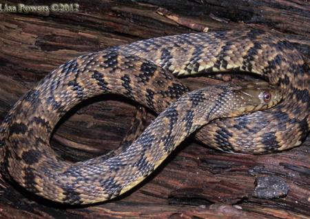 Diamond-backed Watersnake (Nerodia rhombifer)